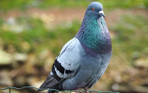 A pigeon up close
