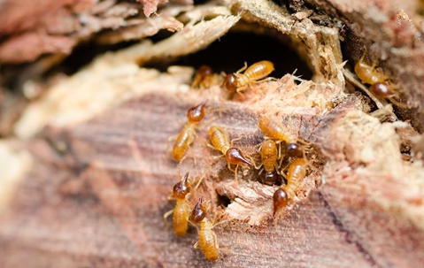 termites