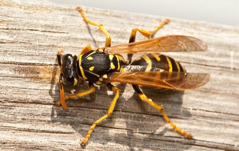 Wasp crawling on wood.