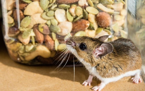 A house mouse infesting a residential Sacramento food pantry