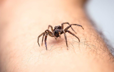 Brown spider crawling on someone's arm.