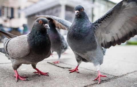 pigeons