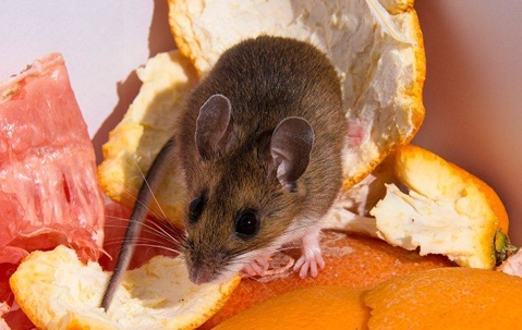Mouse crawling on fruit.