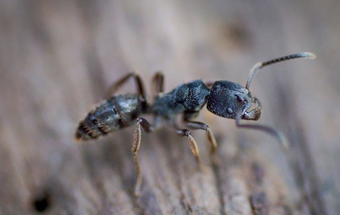 Carpenter Ant crawling on a wooden fence.