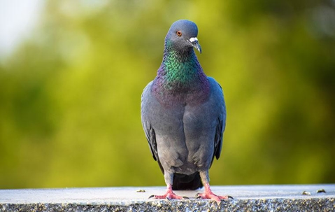 Pigeon on a bench