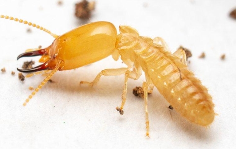 Termite crawling on the floor.
