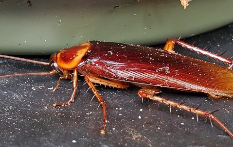 cockroach