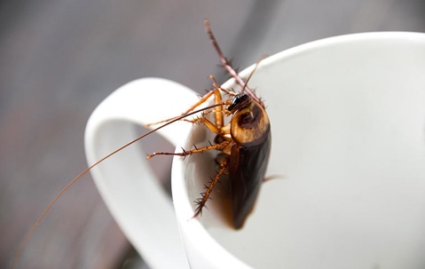 An American cockroach in a coffee cup