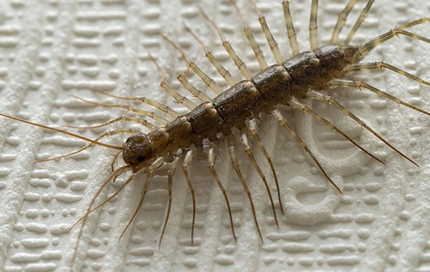 Centipede crawling in a bathroom.