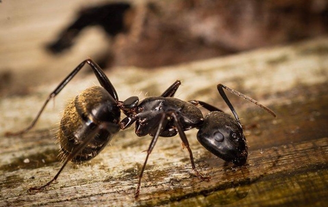Large carpenter ant on a board