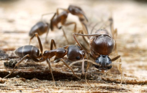 A colony of Argentine ants