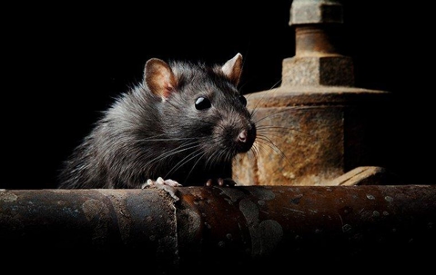 Rat on a rusty pipe in the dark.