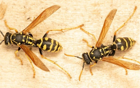 Two wasps crawling on a wooden surface.
