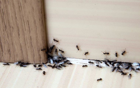 A black ants crawling inside home