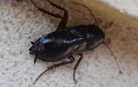 Oriental Cockroach crawling on the floor.