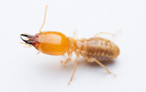 Termite crawling on a kitchen counter.