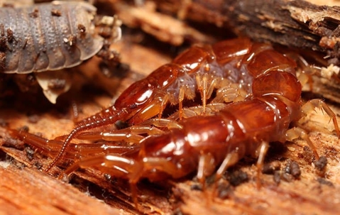Centipede crawling on wood.