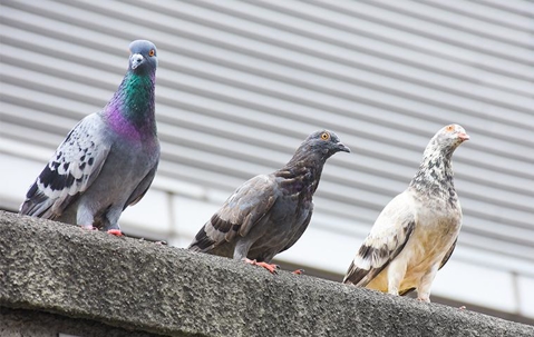 Pigeons on a concrete ledge