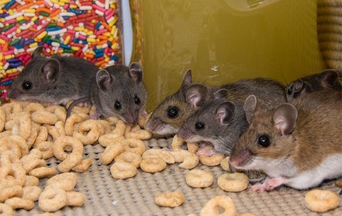 Group of house mice eating food in a pantry.