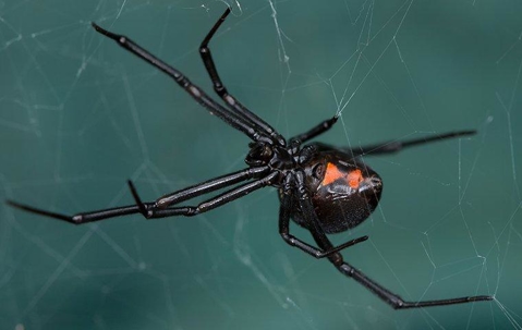 Black widow spider on her web