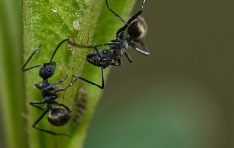 Ants on a plant