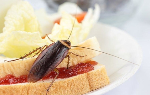 Cockroach crawling on a sandwich.