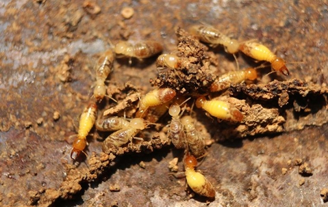 Termites chewing on damaged wood.