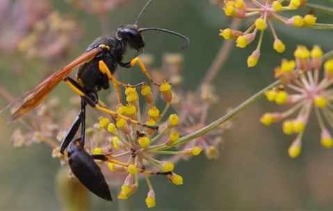 A mud dauber on a yellow flower