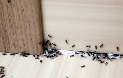 Ant infestation in a home.