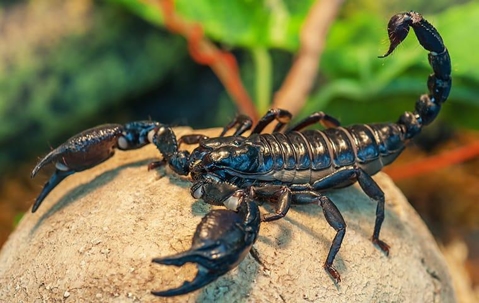 Scorpion on top of a rock in a garden.