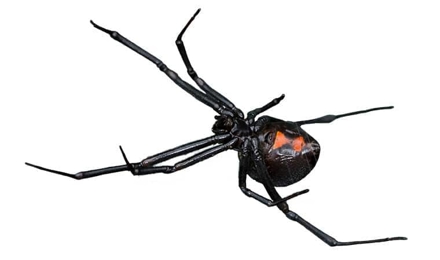 Black Widow Spiders