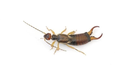 Earwigs