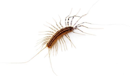 House Centipedes