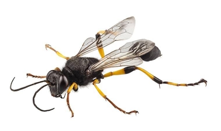 Mud Dauber Wasps