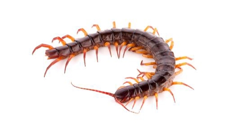 Centipedes