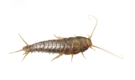 Silverfish