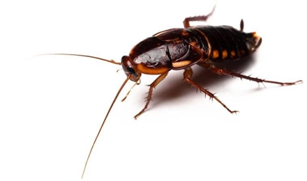 Turkestan Cockroach
