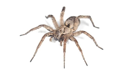 Wolf Spiders