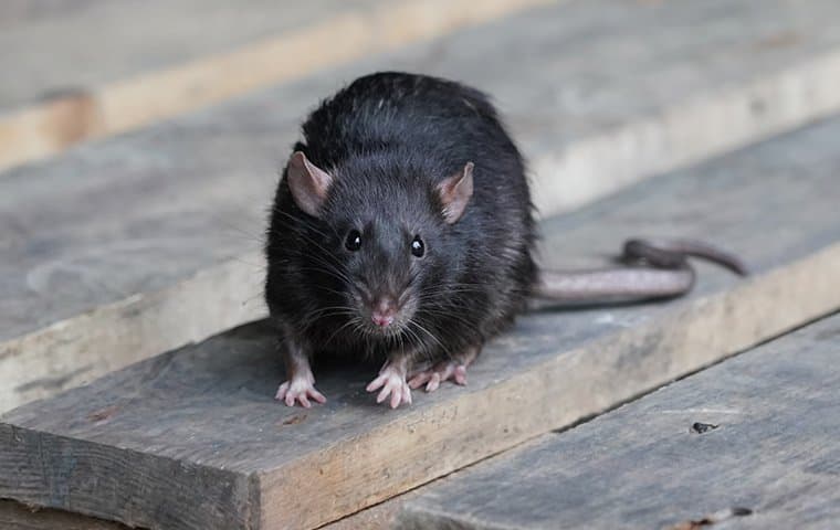 Winter Tips for Rat Infestations in Sacramento