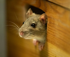 Rodent Control